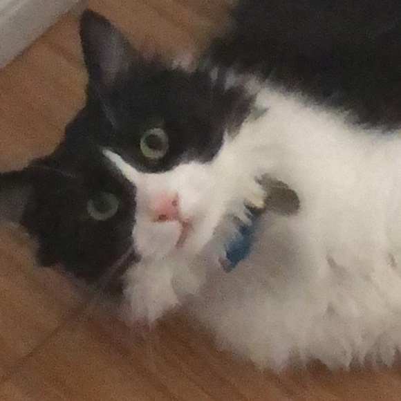 Meet your Posher, Sonia - Picture 1 of 1